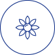 提亞蕾花提取